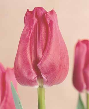 Tulip Frances Bremer