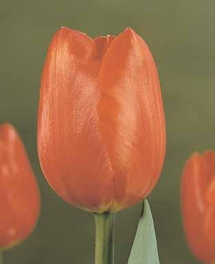 Tulip Furore