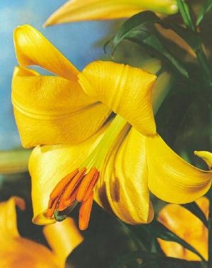 Lilium Golden Spendour