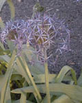 Allium  Christophii (Albopilosum)