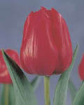 Tulip All Seasons