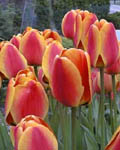 Tulip Apeldoorn Elite