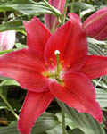 Precooled Lilium Arabian Red