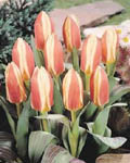 Tulip Authority
