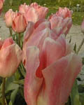Tulip Beauty Queen