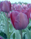 Tulip Blue Aimable
