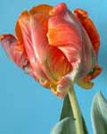 Tulip Blumex