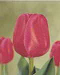 Tulip Carola Winter Bloom