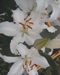 Precooled Lilium Constanta