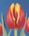 Tulip Dow Jones Winter Bloom