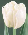 Tulip Evita