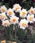 Narcissi Flower Drift