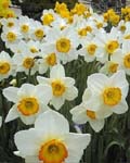 Narcissi Flower Record