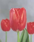 Tulip Friso Winter Bloom