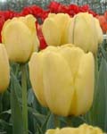 Tulip Golden Apeldoorn