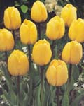 Tulip Golden Oxford
