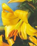 Lilium Golden Spendour