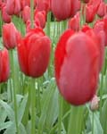 Tulip Halcro