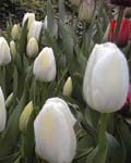 Tulip Inzell