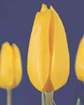 Tulip Jan van Nes Winter Bloom