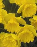 Daffodil Kassels Gold