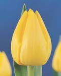 Tulip Lady Margot