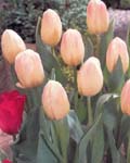 Tulip Libretto
