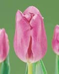 Tulip Mistress Winter Bloom
