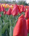 Tulip Parade