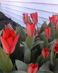 Tulip Pink Emperor
