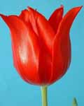 Tulip Pretty Woman