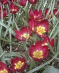 Tulip Pulchella Violacea