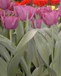 Tulip Purple Flag Winter Bloom