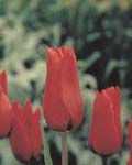 Tulip Red Shine