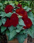 Begonia Roseform Red