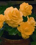 Begonia Roseform Yellow
