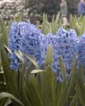 Hyacinth Sky Jacket