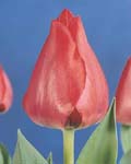 Tulip Spryng