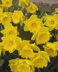Daffodil Unsurpassable