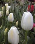 Tulip White Dream