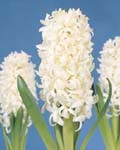 Hyacinth White Pearl
