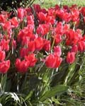 Tulip Wonderful