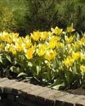 Tulip Yellow Emperor