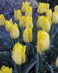 Tulip Yellow King