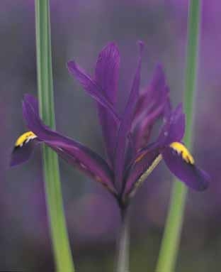 Iris Imperator