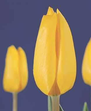 Tulip Jan van Nes