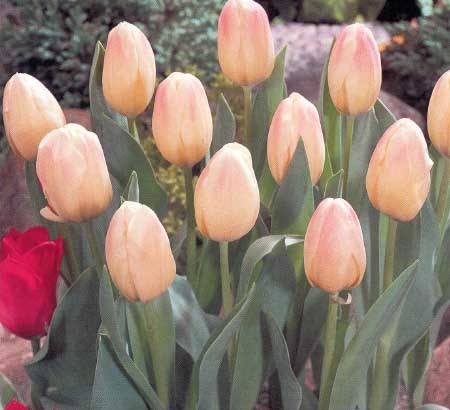 Tulip Libretto