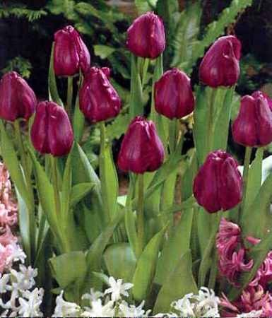 Tulip Negrita