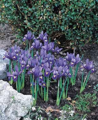 Iris Reticulata Harmony