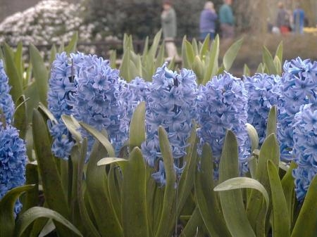 Hyacinth Sky Jacket